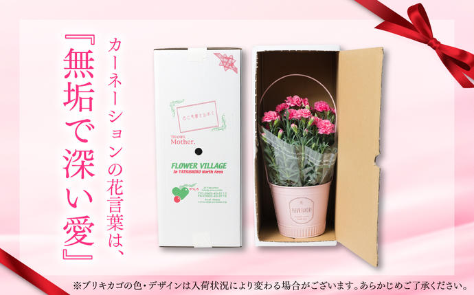 熊本県八代市のふるさと納税 【先行予約】【2026年5月7日～8日発送】ポットカーネーション ピンク 5号鉢 カゴ付き カーネーション 花 母の日 プレゼント ギフト 贈り物 熊本県 八代市