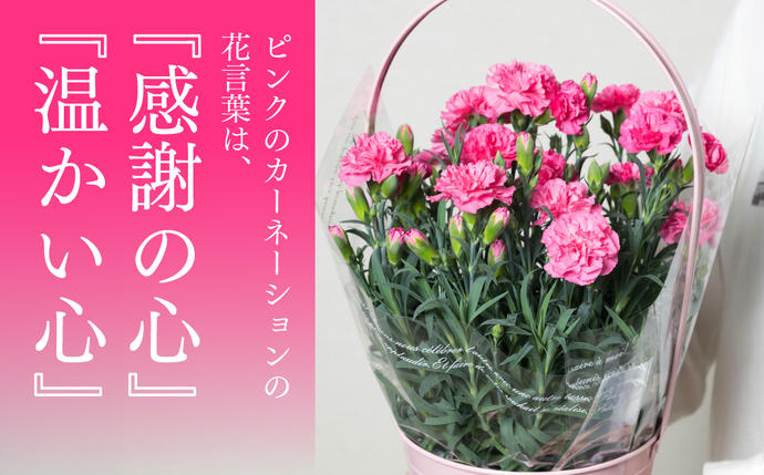 熊本県八代市のふるさと納税 【先行予約】【2026年5月7日～8日発送】ポットカーネーション ピンク 5号鉢 カゴ付き カーネーション 花 母の日 プレゼント ギフト 贈り物 熊本県 八代市
