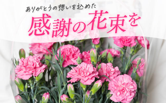 熊本県八代市のふるさと納税 【先行予約】【2026年5月7日～8日発送】ポットカーネーション ピンク 5号鉢 カゴ付き カーネーション 花 母の日 プレゼント ギフト 贈り物 熊本県 八代市