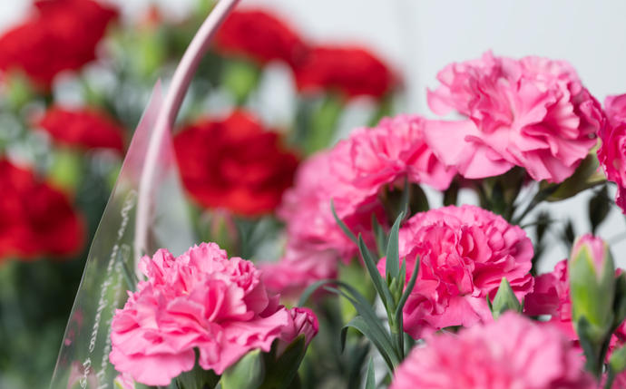 熊本県八代市のふるさと納税 【先行予約】【2026年5月7日～8日発送】ポットカーネーション ピンク 5号鉢 カゴ付き カーネーション 花 母の日 プレゼント ギフト 贈り物 熊本県 八代市