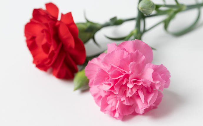 熊本県八代市のふるさと納税 【先行予約】【2026年5月7日～8日発送】ポットカーネーション ピンク 5号鉢 カゴ付き カーネーション 花 母の日 プレゼント ギフト 贈り物 熊本県 八代市