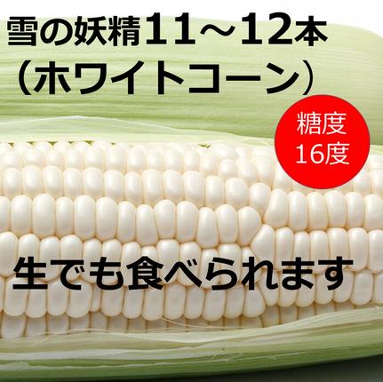 訳あり 北海道 雪の妖精（ホワイトコーン）