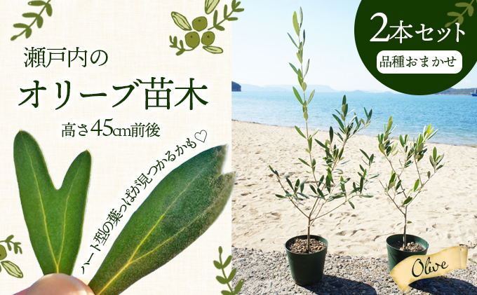 小豆島オリーブ　ミッション　国産最高級ブランド　株元　抜き苗発送　樹齢10年 小豆島 】【2026年3月より発送】瀬戸内のオリーブ苗木2本セット 植物