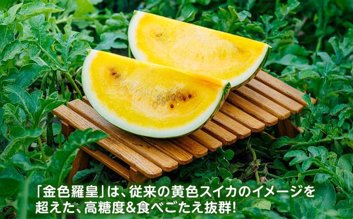 先行予約 富良野産 大玉 スイカ 金色羅皇 2L 7kg 以上×1玉 令和7年産