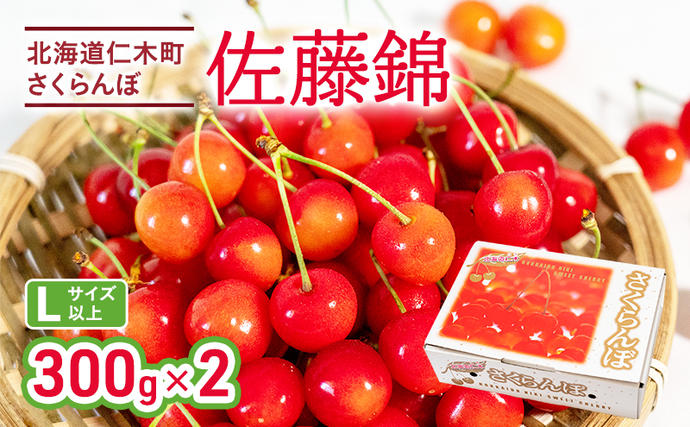 北海道仁木町のふるさと納税 先行受付 さくらんぼ 佐藤錦 300g×2P 計600g Lサイズ 北海道 仁木町　国産 旬のフルーツ 旬の果物 デザートサクランボ チェリー フルーツ 果物 果物類 仁木 [カムナビファーム]