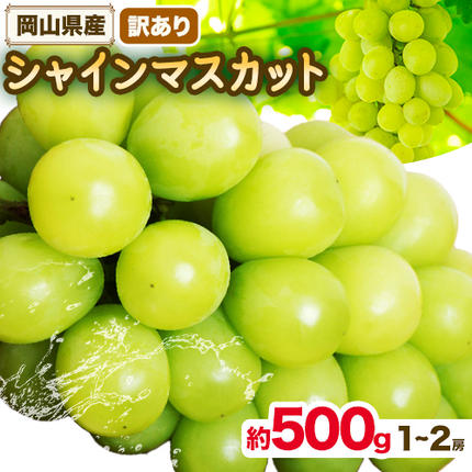 シャインマスカット訳あり 約500g(1〜2房)[先行予約] 花田青果株式会社[9月上旬-10月末頃出荷]マスカット 送料無料 岡山県 浅口市 シャインマスカット ぶどう フルーツ 果物 贈り物 ギフト[配送不可地域あり]