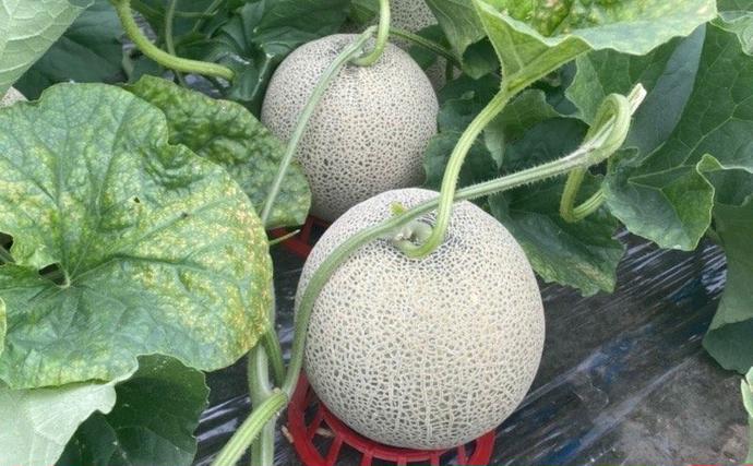 北海道上富良野町のふるさと納税 【令和7年産】メロン 1.6kg～1.99kg 2玉 北海道 上富良野産 最上等級 秀品 赤肉メロン  糖度14度以上 糖度14 セット めろん 果物 フルーツ デザート くだもの 旬の果物 旬のフルーツ 北海道 富良野 上富良野町