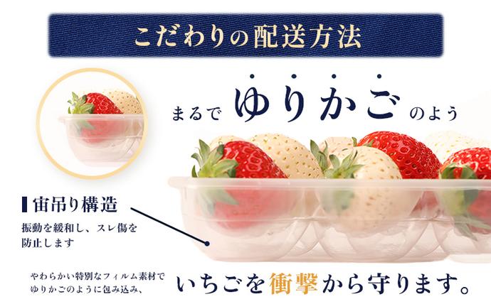 北海道中標津町のふるさと納税 【セゾン限定】【2027年１月以降発送！】【北海道産】ゆきいちご（白いちご） 2Pセット 250g×2 計500g【59004】
