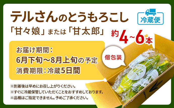 静岡県浜松市のふるさと納税 とうもろこし 先行予約 甘々娘 または 甘太郎 約4～6本 春のテルもろこし 個包装 レンジ調理 レンチン 野菜 夏 旬 冷蔵 冷蔵配送 静岡 静岡県 浜松市 6月下旬頃より順次発送 配送不可：離島