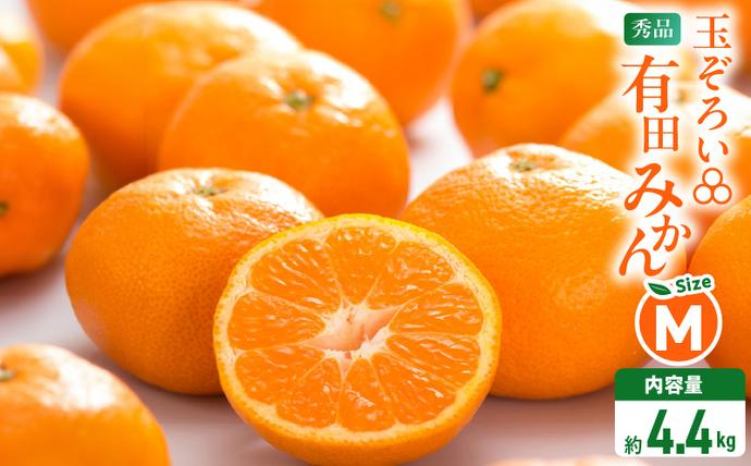 ご家庭用 和歌山 有田みかん 約10kg (2L、3Lサイズ)