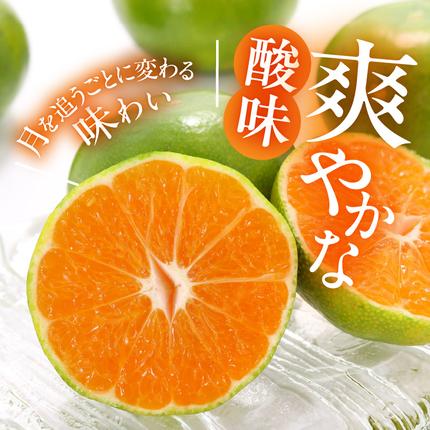 和歌山県湯浅町のふるさと納税 MK1085_訳あり【2026先行予約】 みかん 極早生 箱込 2.5kg ( 内容量 2.3kg ) サイズミックス 有田みかん 和歌山県産