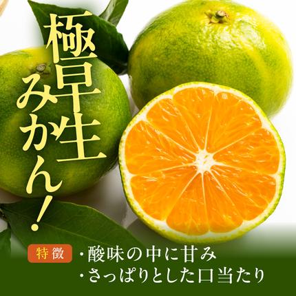 和歌山県湯浅町のふるさと納税 MK1085_訳あり【2026先行予約】 みかん 極早生 箱込 2.5kg ( 内容量 2.3kg ) サイズミックス 有田みかん 和歌山県産