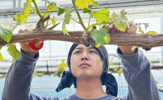 岡山県里庄町のふるさと納税 ぶどう 2026年 先行予約 【平均糖度20度】 農家こだわりの シャイン マスカット 2房 合計約1.0kg 贈答クラス ブドウ 葡萄 岡山県産 国産 フルーツ 果物 ギフト 【 Nini farm 農家 直送 】