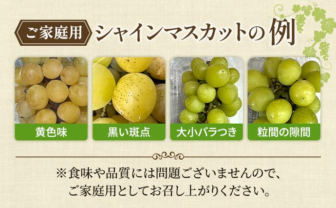 岡山県里庄町のふるさと納税 ぶどう 2026年 先行予約 【平均糖度20度】 ご家庭用 農家こだわりの シャイン マスカット 2房 合計約1.0kg ブドウ 葡萄 岡山県産 国産 フルーツ 果物 【 Nini farm 農家 直送 】