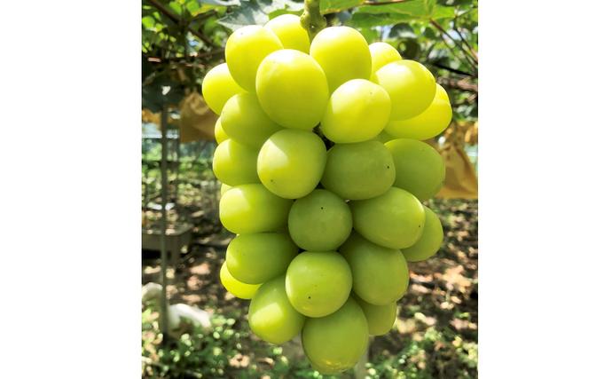 岡山県里庄町のふるさと納税 ぶどう 2026年 先行予約 【平均糖度20度】 ご家庭用 農家こだわりの シャイン マスカット 2房 合計約1.0kg ブドウ 葡萄 岡山県産 国産 フルーツ 果物 【 Nini farm 農家 直送 】