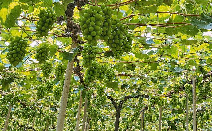 岡山県里庄町のふるさと納税 ぶどう 2026年 先行予約 【平均糖度20度】 ご家庭用 農家こだわりの シャイン マスカット 2房 合計約1.0kg ブドウ 葡萄 岡山県産 国産 フルーツ 果物 【 Nini farm 農家 直送 】