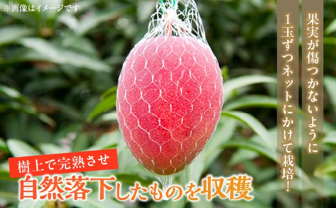 宮崎県日南市のふるさと納税 数量限定 宮崎県産 完熟マンゴー 2玉 計500g以上 期間限定 フルーツ スイーツ 果物 くだもの 食品 グルメ デザート 国産 産地直送 人気 おすすめ おやつ 高級 ご褒美 贅沢 贈り物 ギフト プレゼント 令和8年発送分 宮崎県 日南市 送料無料_BD106-25