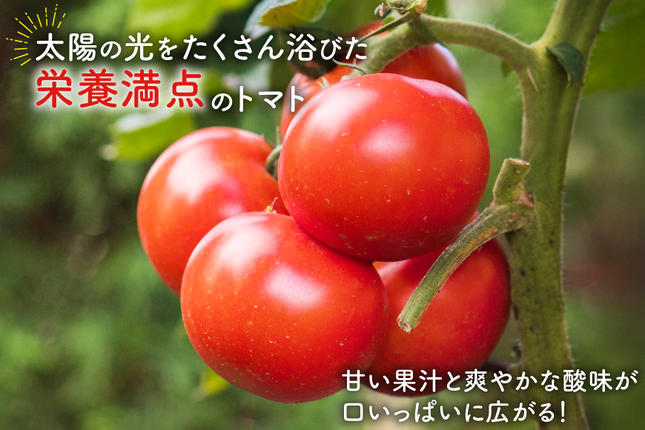 宮城県気仙沼市のふるさと納税 【期間限定発送】波乗り トマト とまたん 4kg (20個入) [サンフレッシュ小泉農園 宮城県 気仙沼市 20564139] 野菜 とまと 国産 夏野菜 やさい さっぱり サラダ サッパリ 新鮮 甘い カプレーゼ リコピン