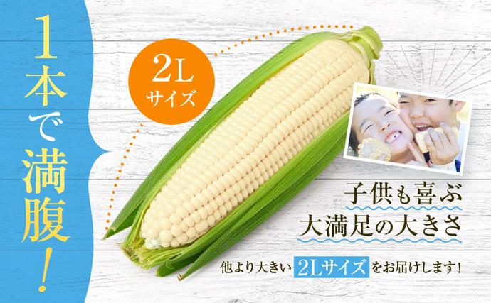 北海道富良野市のふるさと納税 【セゾン限定】【2026年7月中旬～発送】北海道 富良野産 ホワイトコーン『ホワイトショコラ』BIG 2L サイズ 10本 とうもろこし (NORTH FUN) とうもろこし とうきび コーン 野菜 新鮮 甘い ジューシー 贈り物 ギフト 道産 直送 ふらの とうもろこし トウモロコシ 白とうもろこし ホワイト