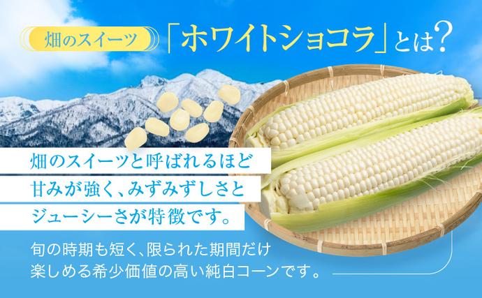 北海道富良野市のふるさと納税 【セゾン限定】【2026年7月中旬～発送】北海道 富良野産 ホワイトコーン『ホワイトショコラ』BIG 2L サイズ 10本 とうもろこし (NORTH FUN) とうもろこし とうきび コーン 野菜 新鮮 甘い ジューシー 贈り物 ギフト 道産 直送 ふらの とうもろこし トウモロコシ 白とうもろこし ホワイト