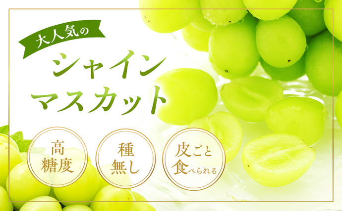 岡山県赤磐市のふるさと納税 ぶどう 2026年 先行予約 シャイン マスカット 晴王 2房 合計1.3kg以上 2026年9月上旬～9月下旬発送分 ブドウ 葡萄 岡山県 赤磐市産 国産 フルーツ 果物 ギフト 赤坂青空市 種無し