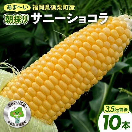 上品な甘さのトウモロコシ「サニーショコラ」