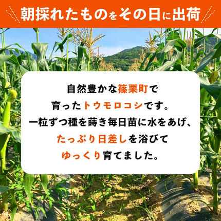 福岡県篠栗町のふるさと納税 上品な甘さのトウモロコシ「サニーショコラ」(3.5kg前後/10本)　