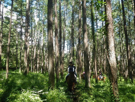長野県小諸市のふるさと納税 体験 まきば軽井沢 まったり100分 乗馬 1名様 体験チケット 馬 自然