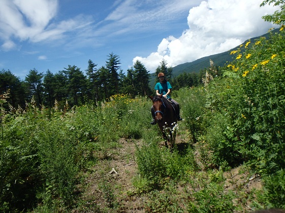 長野県小諸市のふるさと納税 体験 まきば軽井沢 まったり100分 乗馬 1名様 体験チケット 馬 自然