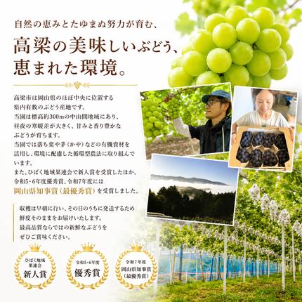 訳あり シャインマスカット 約2kg 3～4房 高梁市産 2027年 先行予約