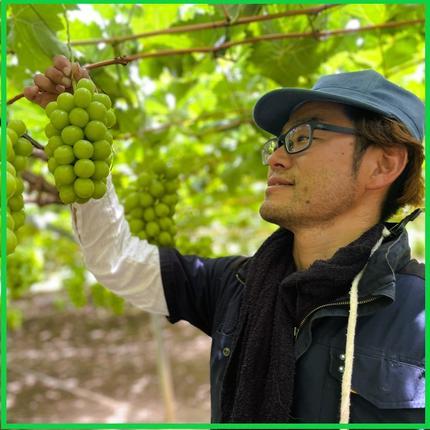 岡山県高梁市のふるさと納税 2026 早期受付 ぶどう シャインマスカット 3～4房 約2kg 岡山県高梁市産 うめづぶどう園 化粧箱入り 葡萄 ブドウ 訳あり