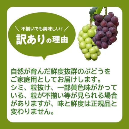 岡山県高梁市のふるさと納税 2026 早期受付 ぶどう シャインマスカット 3～4房 約2kg 岡山県高梁市産 うめづぶどう園 化粧箱入り 葡萄 ブドウ 訳あり