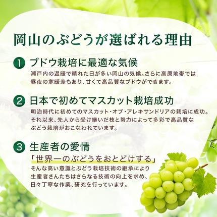 岡山県高梁市のふるさと納税 2026 早期受付 ぶどう シャインマスカット 3～4房 約2kg 岡山県高梁市産 うめづぶどう園 化粧箱入り 葡萄 ブドウ 訳あり