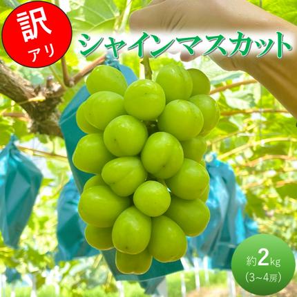 2026 早期受付 ぶどう シャインマスカ