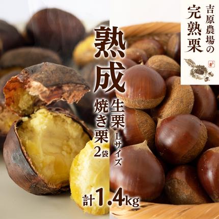 吉原農場 の 完熟栗 】 熟成 生栗 1kg Lサイズ ・ 焼き栗 2袋 セット