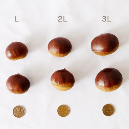 吉原農場 の 完熟栗 】 熟成 生栗 1kg 2Lサイズ ・ 生むき栗 3袋