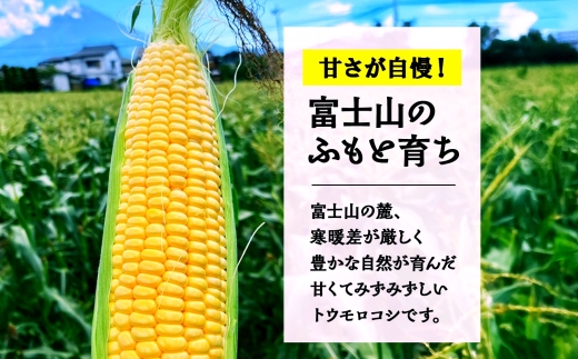山梨県富士河口湖町のふるさと納税 ＜2026年発送先行予約＞とうもろこし 恵味 ゴールド 400g以上 × 6本 高糖度 トウモロコシ スイートコーン 玉蜀黍 イエローコーン 黄 夏野菜 甘い ジューシー 野菜 おやつ 旬 産地直送 送料無料 湖南野菜出荷組合 山梨県 富士河口湖町 FEM001