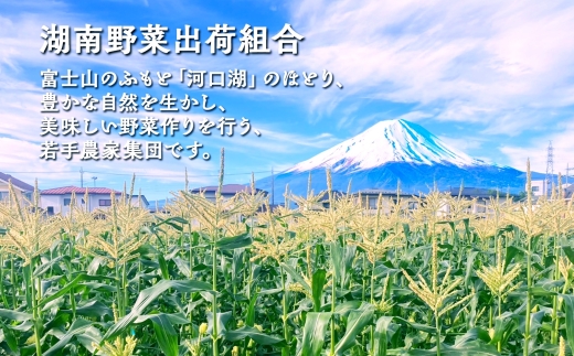 山梨県富士河口湖町のふるさと納税 ＜2026年発送先行予約＞とうもろこし 恵味 ゴールド 400g以上 × 6本 高糖度 トウモロコシ スイートコーン 玉蜀黍 イエローコーン 黄 夏野菜 甘い ジューシー 野菜 おやつ 旬 産地直送 送料無料 湖南野菜出荷組合 山梨県 富士河口湖町 FEM001