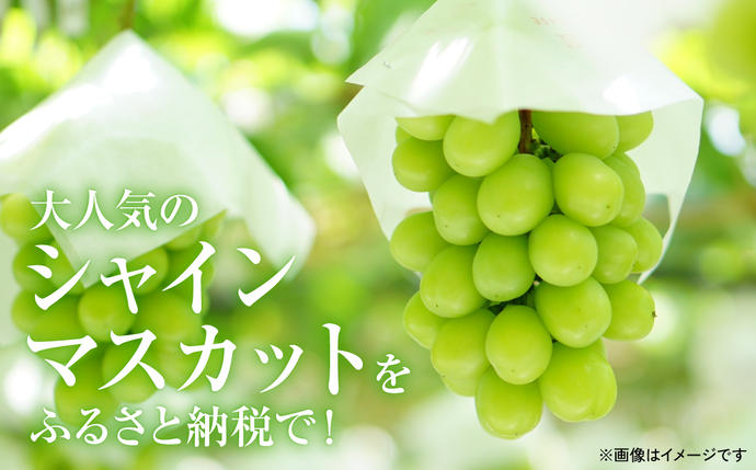 大人気のシャインマスカット