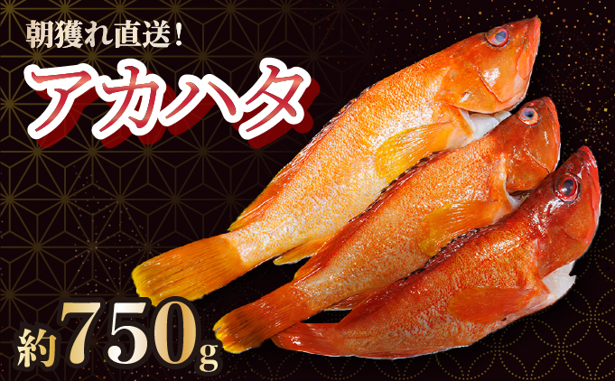 KU013[先行予約受付中!2026年7月より順次発送に変更]宮崎県串間産アカハタ(計約750g・2〜3匹)延縄漁による朝どれ高級魚を漁師直送![合同会社Houryoumaru]