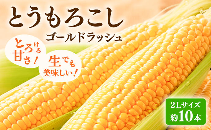 北海道富良野市のふるさと納税 【2026年発送】富良野産 とうもろこし ゴールドラッシュ 約10本 コーン とうきび トウモロコシ 2Lサイズ 野菜 甘い BBQ 北海道 富良野 ふらの