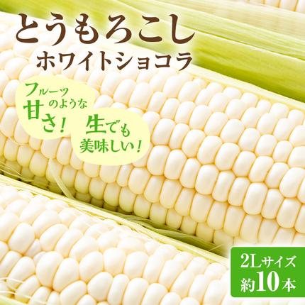 【2026年発送】富良野産 とうもろこし 
