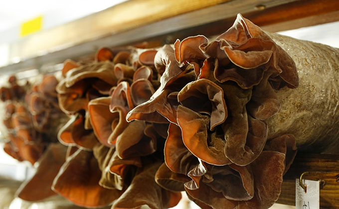 兵庫県加西市のふるさと納税 兵庫県加西市産　安全安心/根日女きくらげ佃煮詰合せ 加工食品 野菜 きのこ 茸 キノコ 木耳 キクラゲ 惣菜 和惣菜