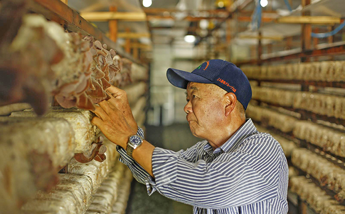 兵庫県加西市のふるさと納税 兵庫県加西市産　安全安心/根日女きくらげ佃煮詰合せ 加工食品 野菜 きのこ 茸 キノコ 木耳 キクラゲ 惣菜 和惣菜