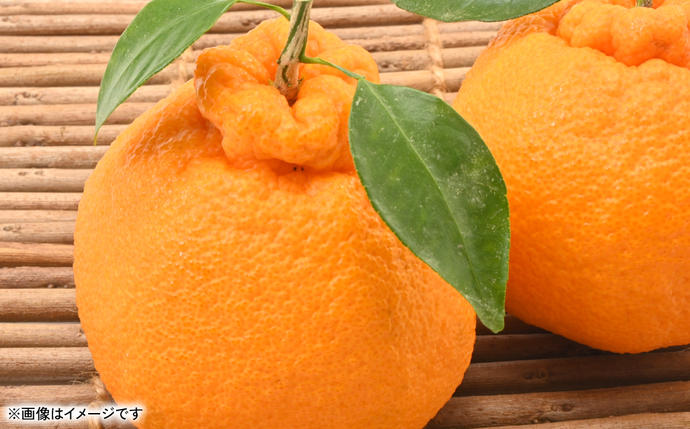 熊本県八代市のふるさと納税 不知火（デコポンと同品種） 約3kg しらぬい でこみかん 柑橘 ミカン ポンカン くだもの 果物 フルーツ