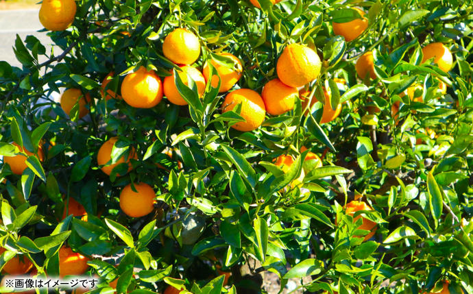 熊本県八代市のふるさと納税 不知火（デコポンと同品種） 約3kg しらぬい でこみかん 柑橘 ミカン ポンカン くだもの 果物 フルーツ