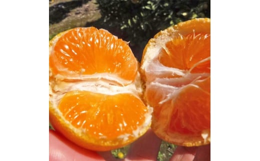 和歌山県美浜町のふるさと納税 【ご家庭用】和歌山有田みかん約10kg(2L、3Lサイズ)〇