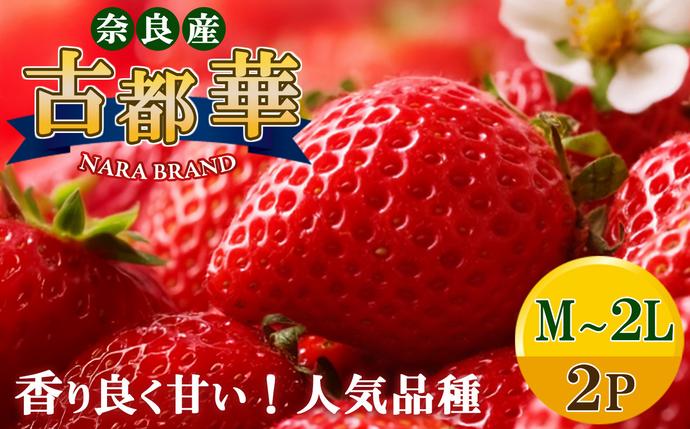 平群の古都華 いちご (M〜 2Lサイズ) 2パック | 果物 くだもの フルーツ 苺 イチゴ いちご ストロベリー 古都華 ことか 旬の品種 産地直送 奈良県 平群町