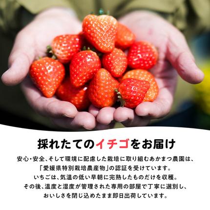 愛媛県鬼北町のふるさと納税 【2027年春収穫分】レッドパール 4パック（約720g） | いちご イチゴ 苺 大福 ジャム タルト アイス ケーキ ギフト あかまつ農園 ※2027年2月～発送