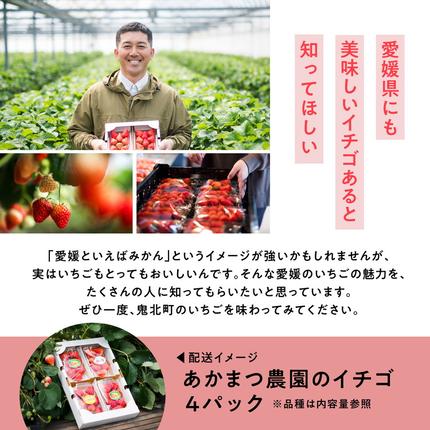 愛媛県鬼北町のふるさと納税 【2027年春収穫分】レッドパール 4パック（約720g） | いちご イチゴ 苺 大福 ジャム タルト アイス ケーキ ギフト あかまつ農園 ※2027年2月～発送